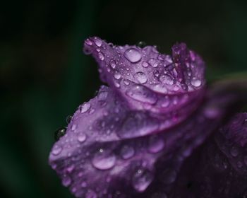 Close-up of wet purple flower blooming outdoors