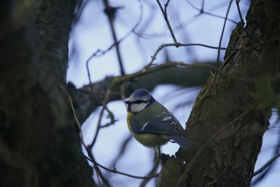 Bird perching on a tree