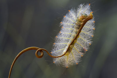 Fire caterpillar on unique tendril
