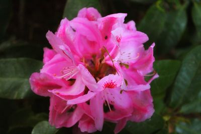 Close-up of pink rose flower