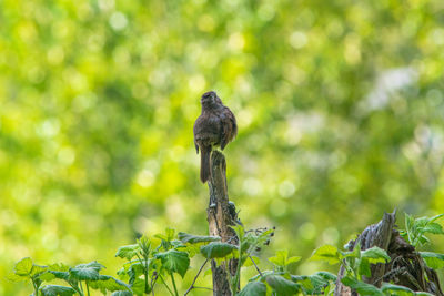 Bird perching on a tree