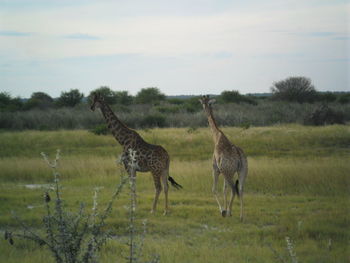 Giraffe standing on field against sky