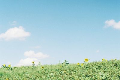 Low angle view of plants on field against blue sky