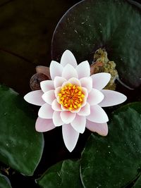 High angle view of water lily