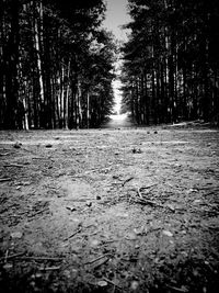 Empty road in forest