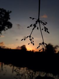 Close-up of silhouette tree against sky at sunset