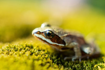 Close-up of frog on field