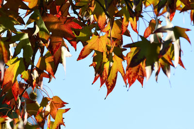 Low angle view of maple leaves against sky