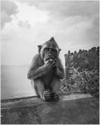 Monkey eating food on retaining wall against sky