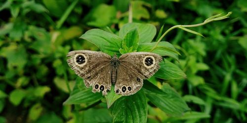 Close-up of butterfly on plant