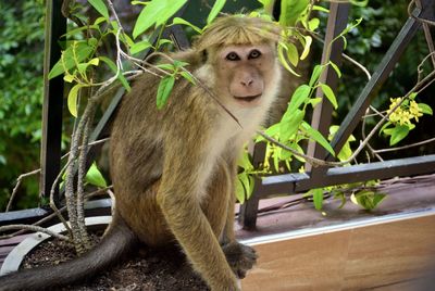 Monkey sitting on a tree