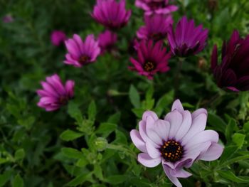 Close-up of purple cosmos flowers blooming outdoors