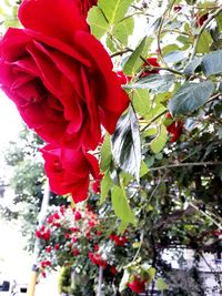 Close-up of red flowers