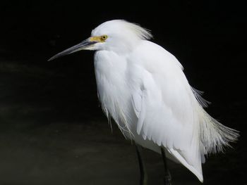 Side view of heron outdoors 