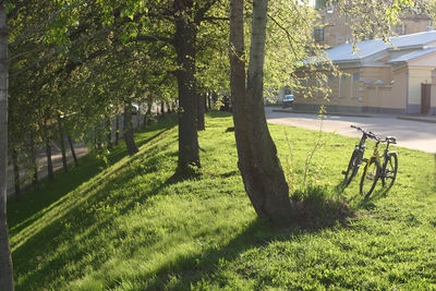 Trees growing on grassy lawn