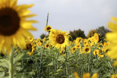 Close-up of sunflower on field