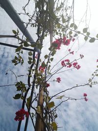 Close-up of pink blossoms against sky