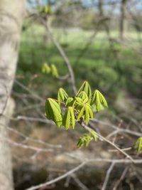 Close-up of green leaves