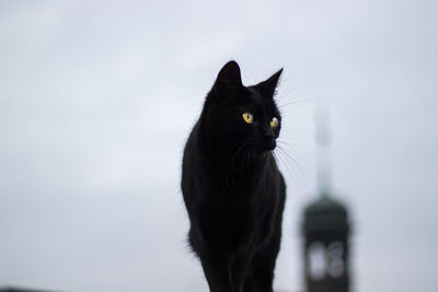 Portrait of a black cat