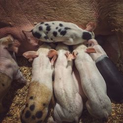 High angle view of relaxed pigs