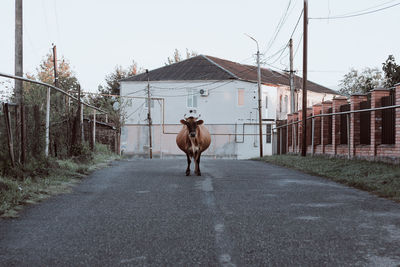 Horse standing on road amidst buildings against sky