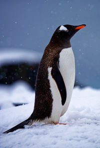 Sideview portrait of a gentoo penguin pygoscelis papua wildlife antarctica