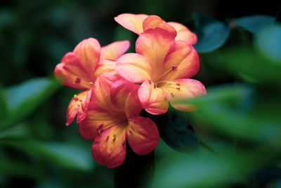 Close-up of pink flowering plant