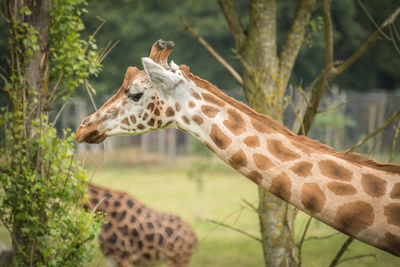 Close-up of giraffe against trees