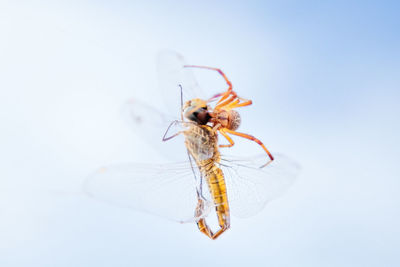 Dragonfly hunting spider in sky