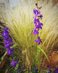 Close-up of purple crocus flowers on field