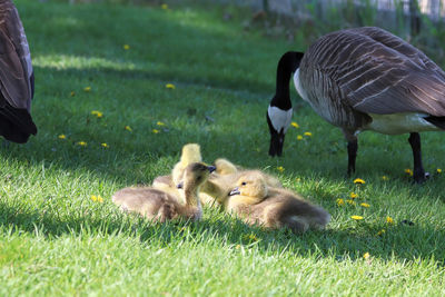 Canada Geese