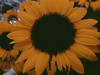 Close-up of sunflower blooming in field