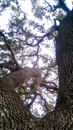 Low angle view of trees against sky