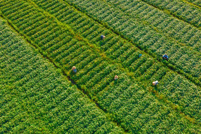 High angle view of corn on field