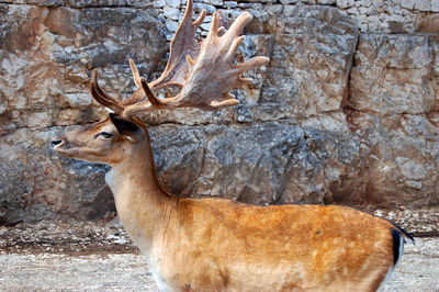 Deer in a forest