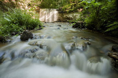 River flowing through forest