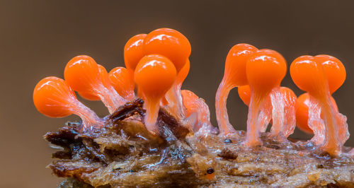 Close-up of orange over water against gray background