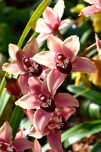 Close-up of pink flowers blooming outdoors