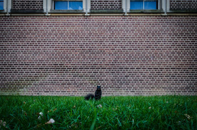 View of cat sitting on grass