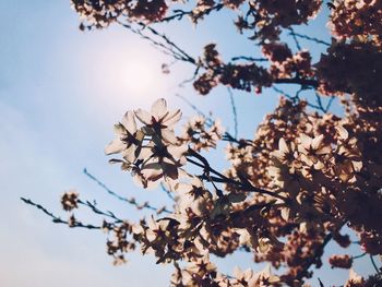 Low angle view of cherry blossoms in spring