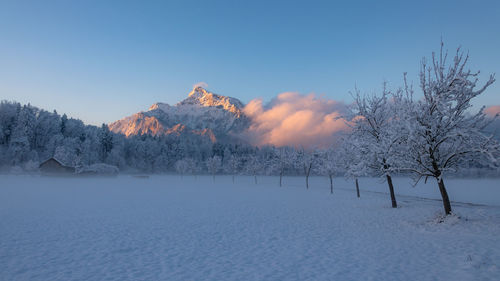 Bare trees on snow covered field against sky