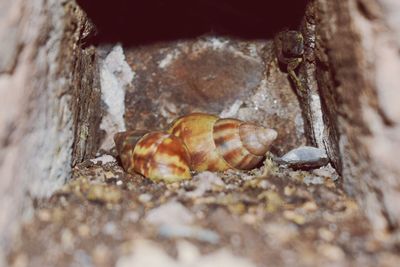 Close-up of crab