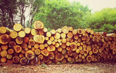 Stack of logs in forest