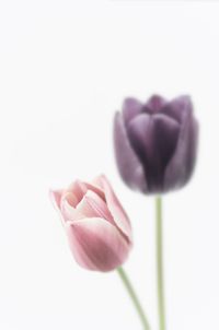 Close-up of tulips against clear sky