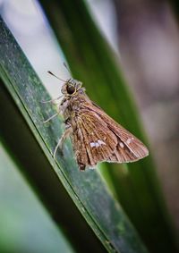 Butterfly on leaf