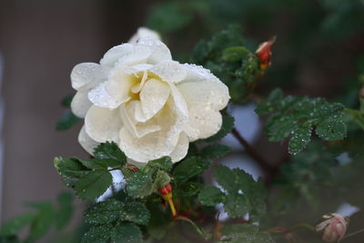 Close-up of white rose on plant