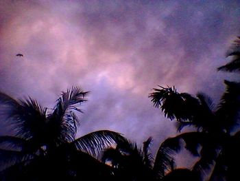 Low angle view of palm trees against cloudy sky