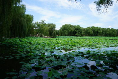 Scenic view of lake against sky