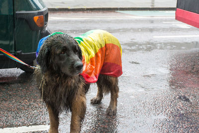 Full length of wet dog on road in rainy season