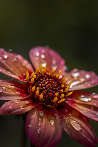 Close-up of water drops on flower